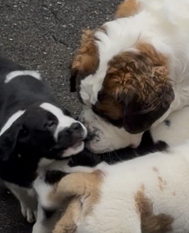 St. Bernard mixed puppies image 6