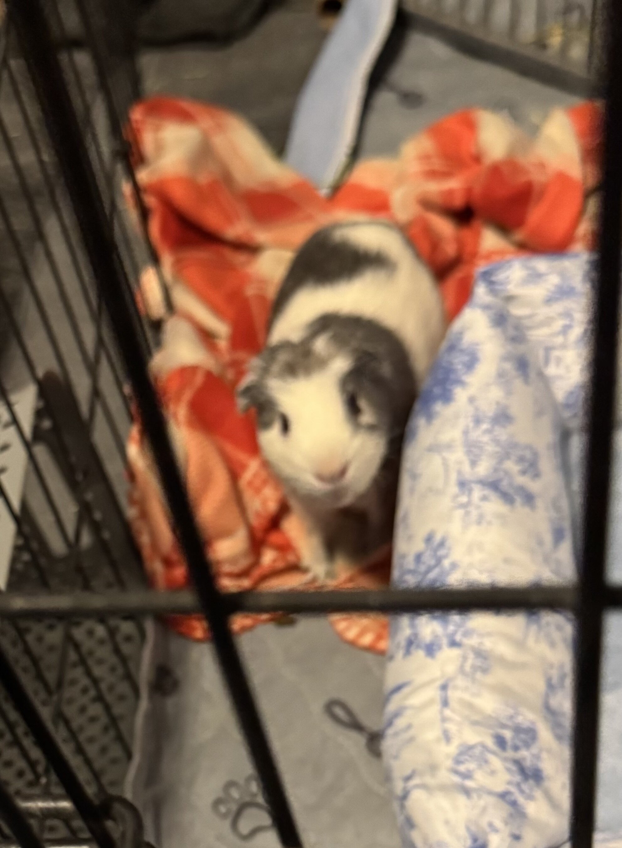 2 Guinea Pigs image 2