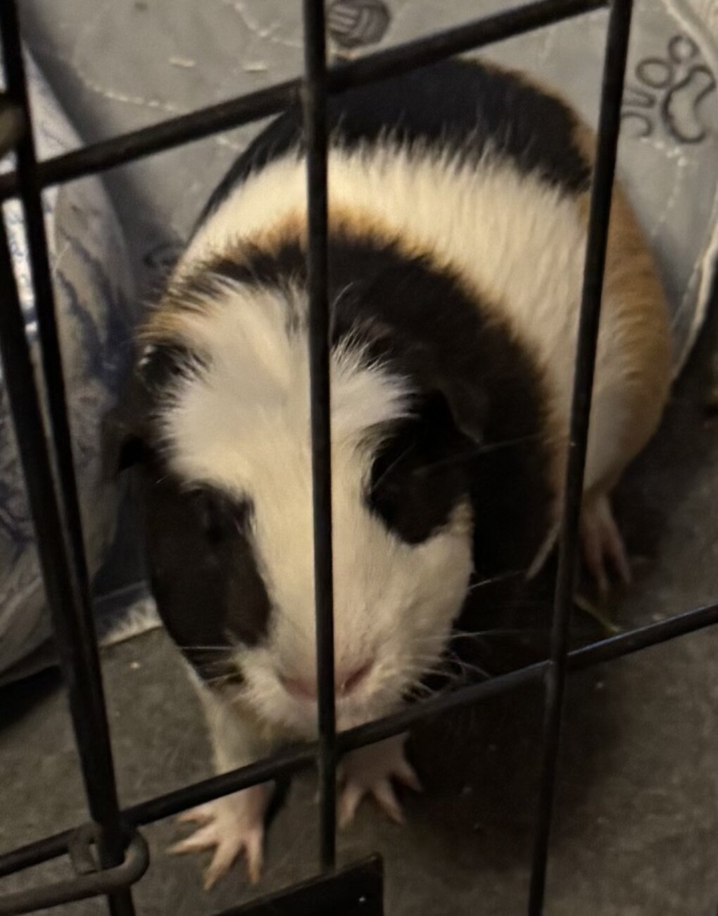 2 Guinea Pigs image 1