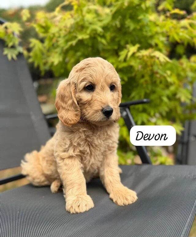 Female Goldendoodle image 1