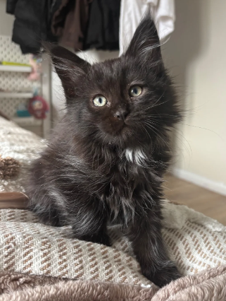 maine coon kittens image 1