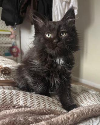 maine coon kittens image 2