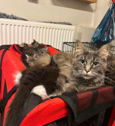 maine coon kittens image 3