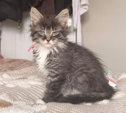 maine coon kittens image 4