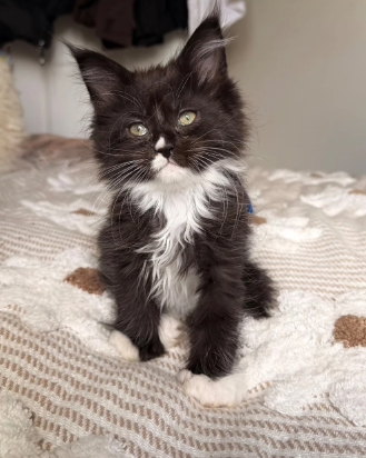 maine coon kittens image 5