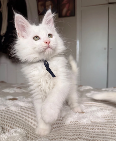 maine coon kittens image 6