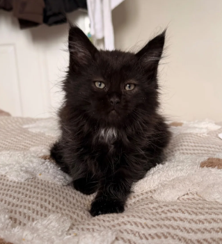 maine coon kittens image 7