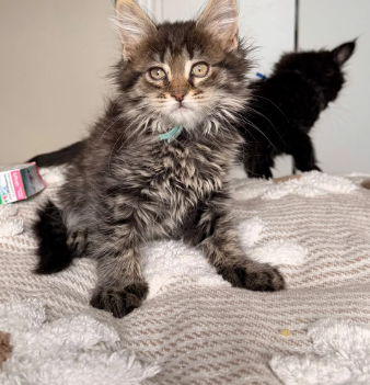 maine coon kittens image 8
