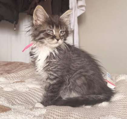 maine coon kittens image 9