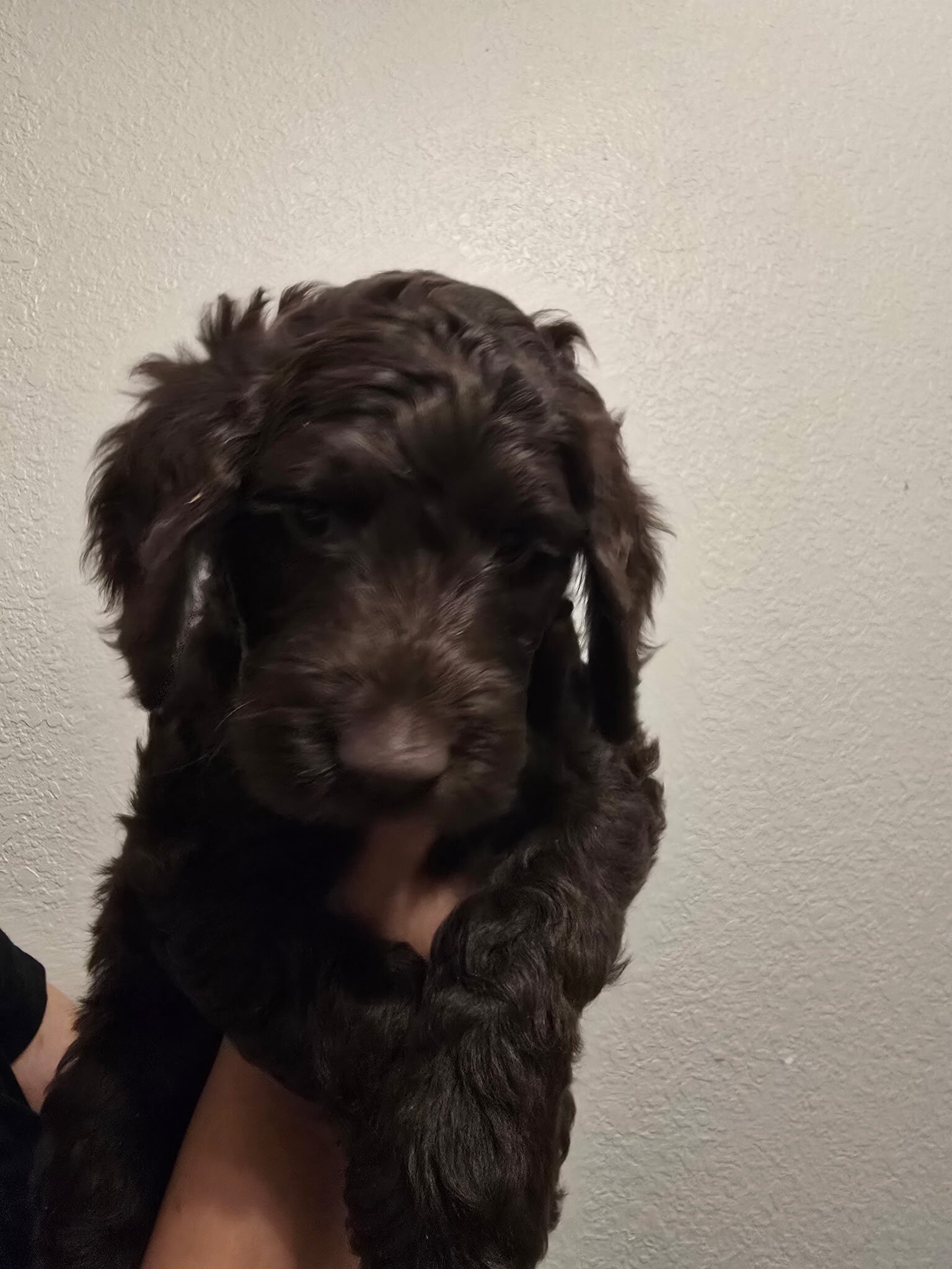 Labradoodle Puppies – 8-9 Weeks Old image 6