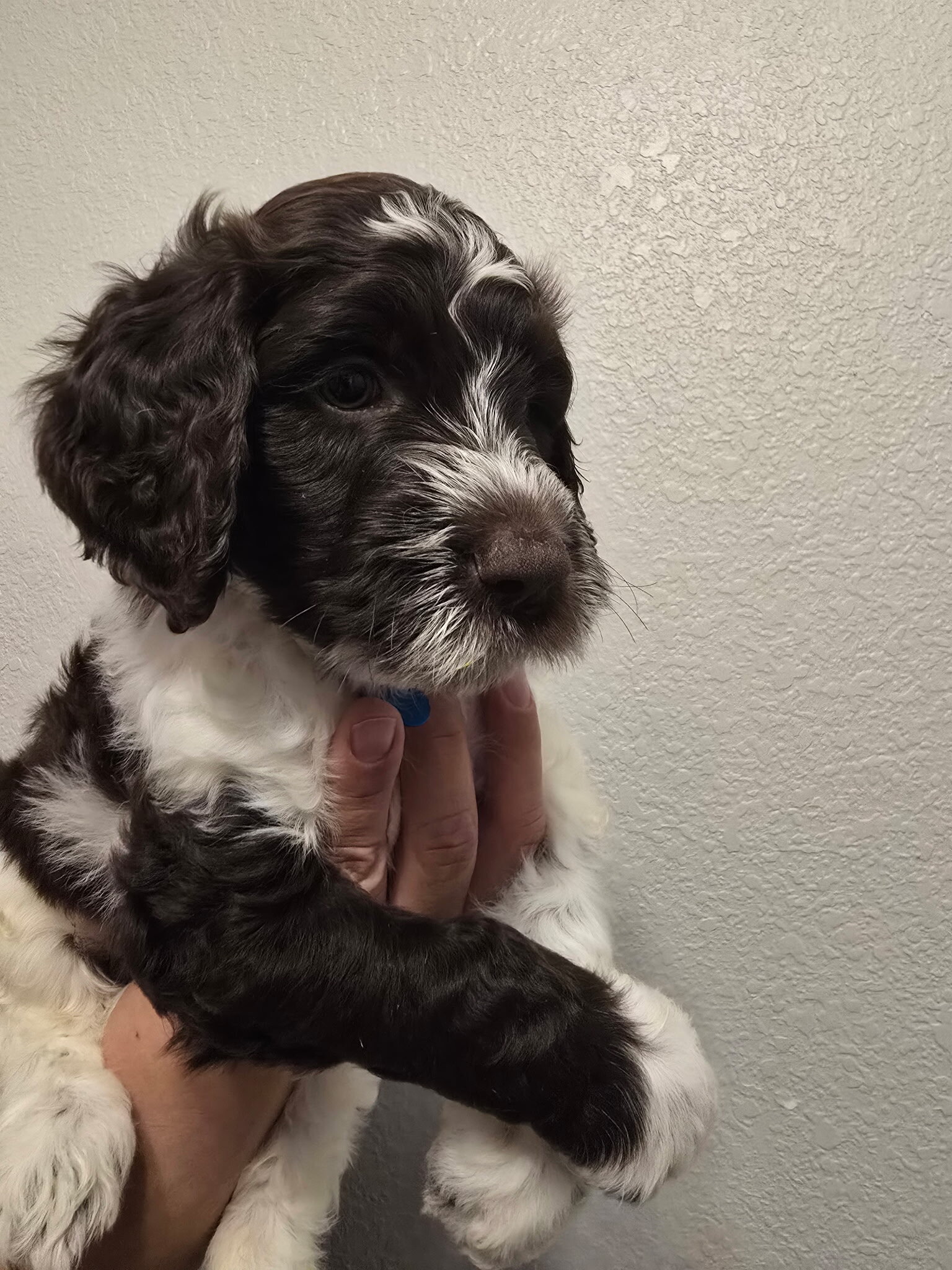 Labradoodle Puppies – 8-9 Weeks Old image 2