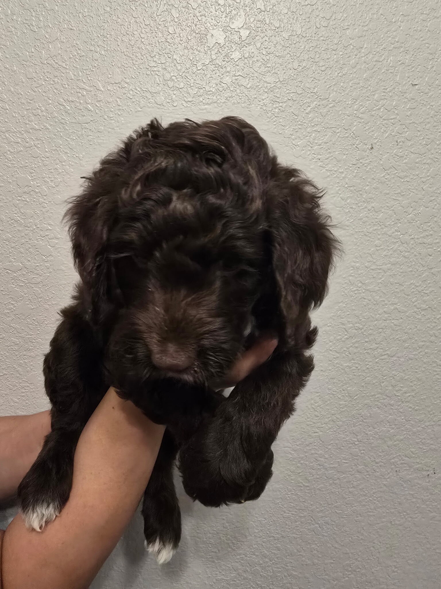 Labradoodle Puppies – 8-9 Weeks Old image 8