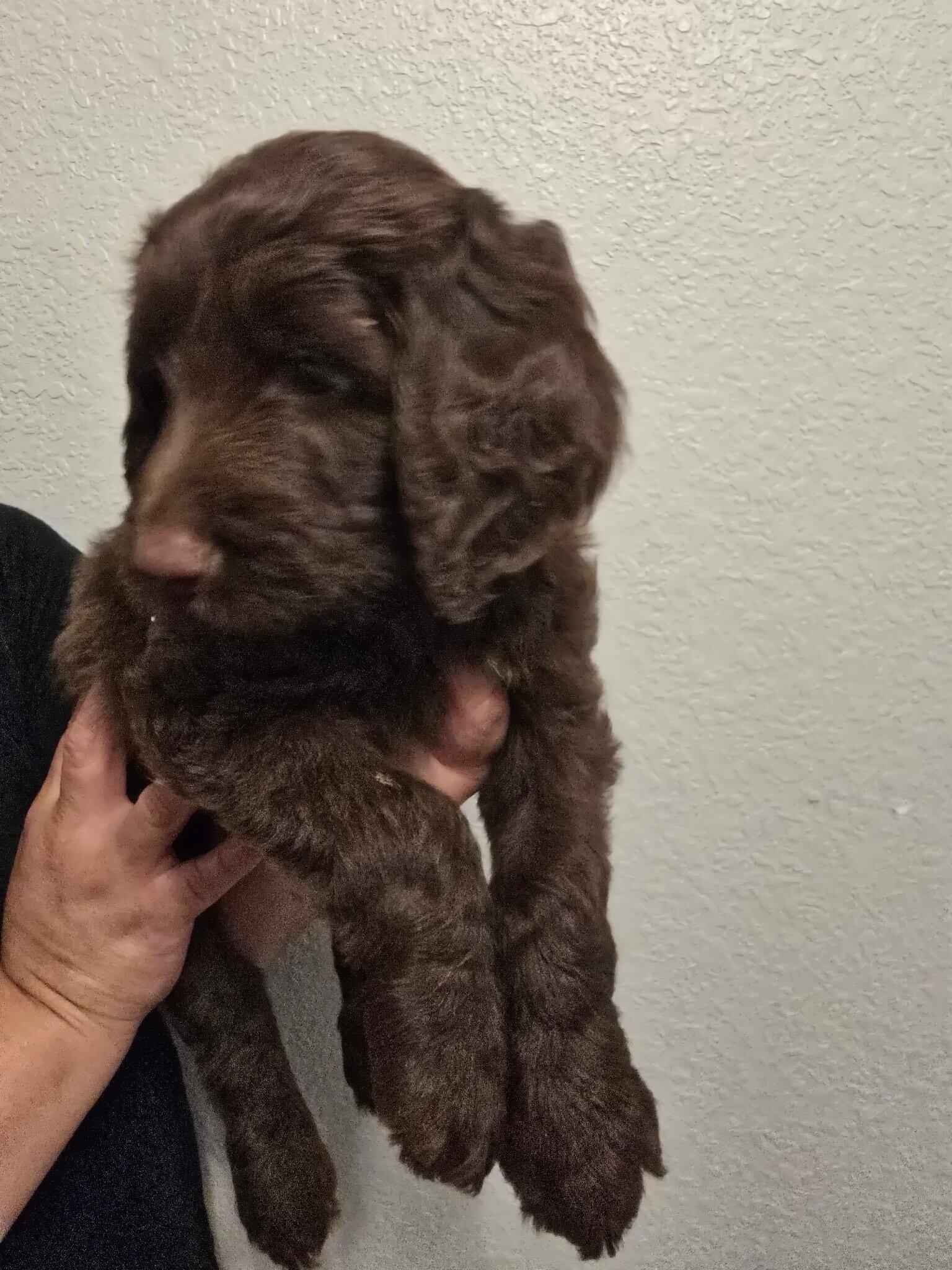 Labradoodle Puppies – 8-9 Weeks Old image 1