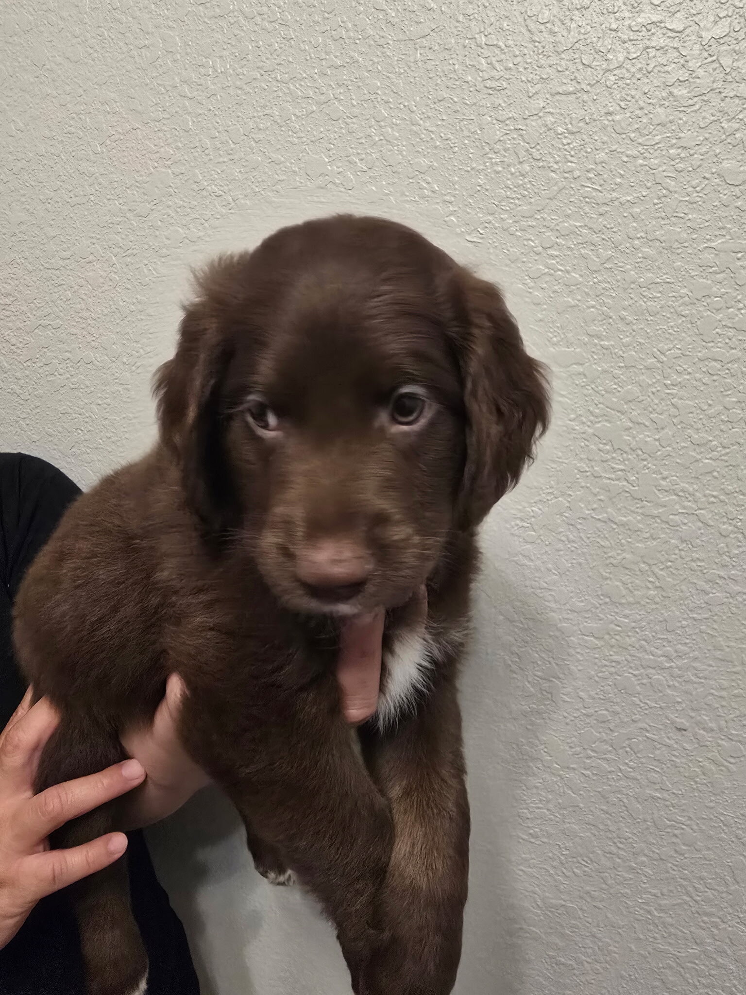 Labradoodle Puppies – 8-9 Weeks Old image 3