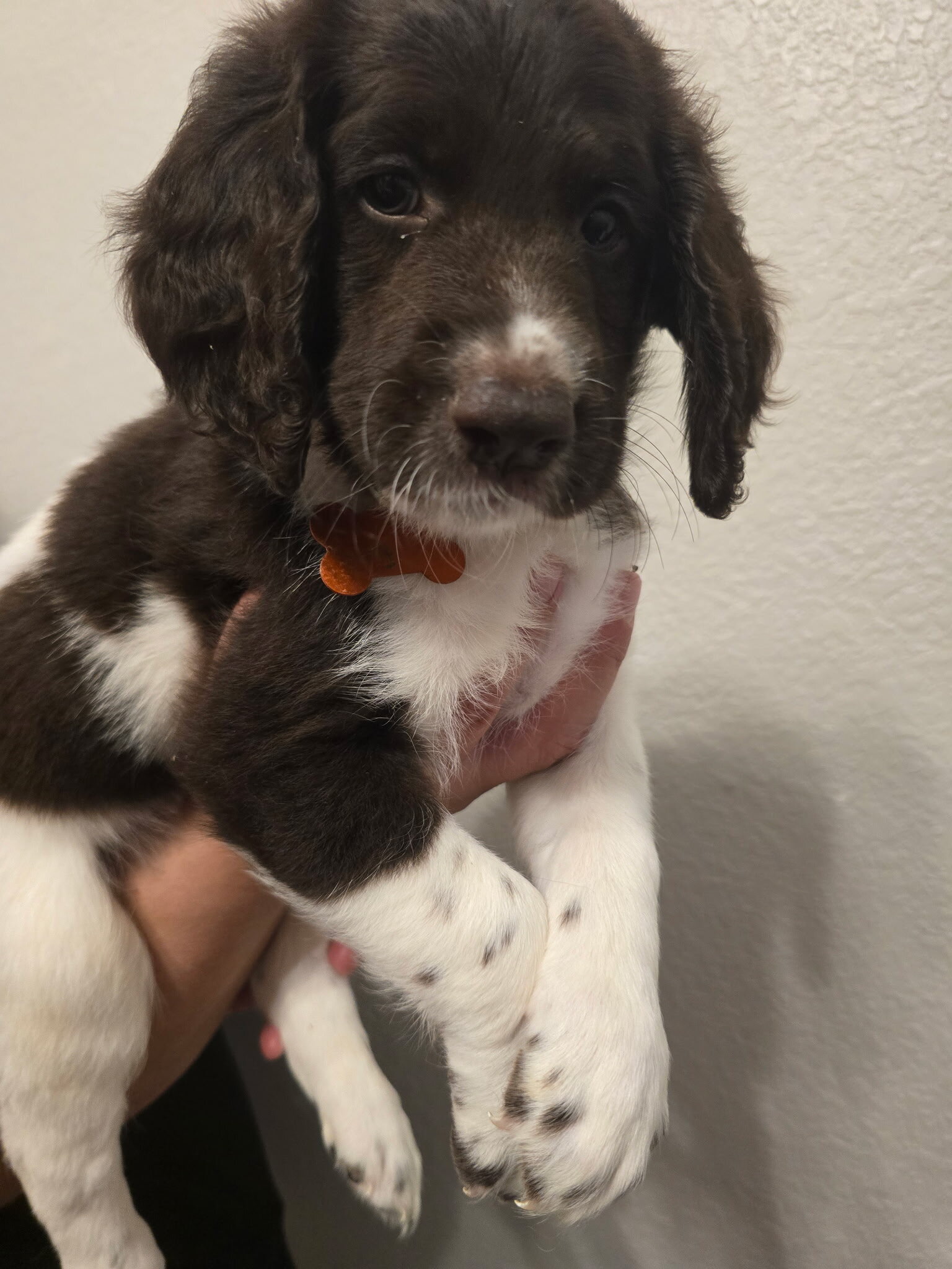 Labradoodle Puppies – 8-9 Weeks Old image 5