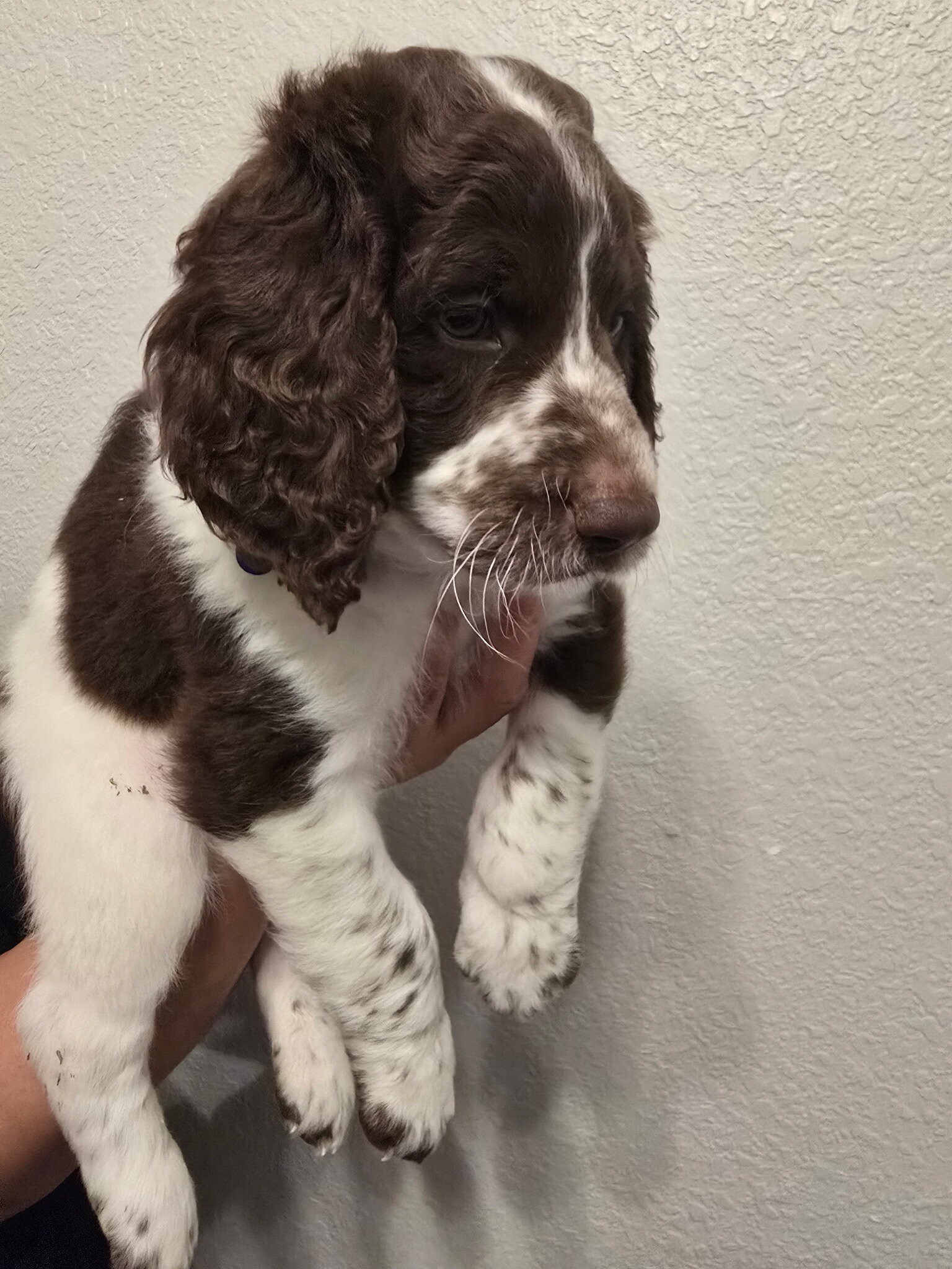 Labradoodle Puppies – 8-9 Weeks Old image 4