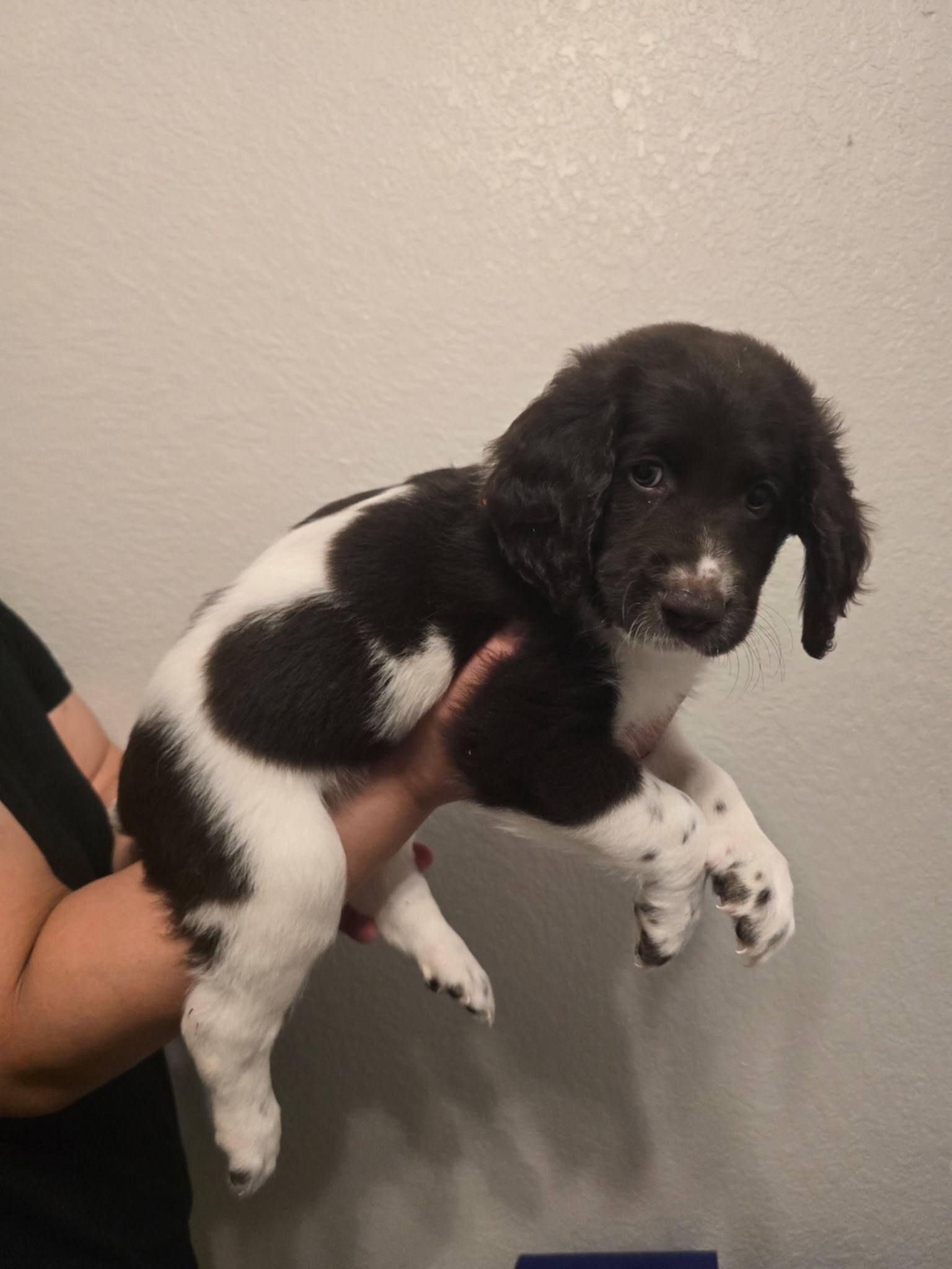 Labradoodle Puppies – 8-9 Weeks Old image 7