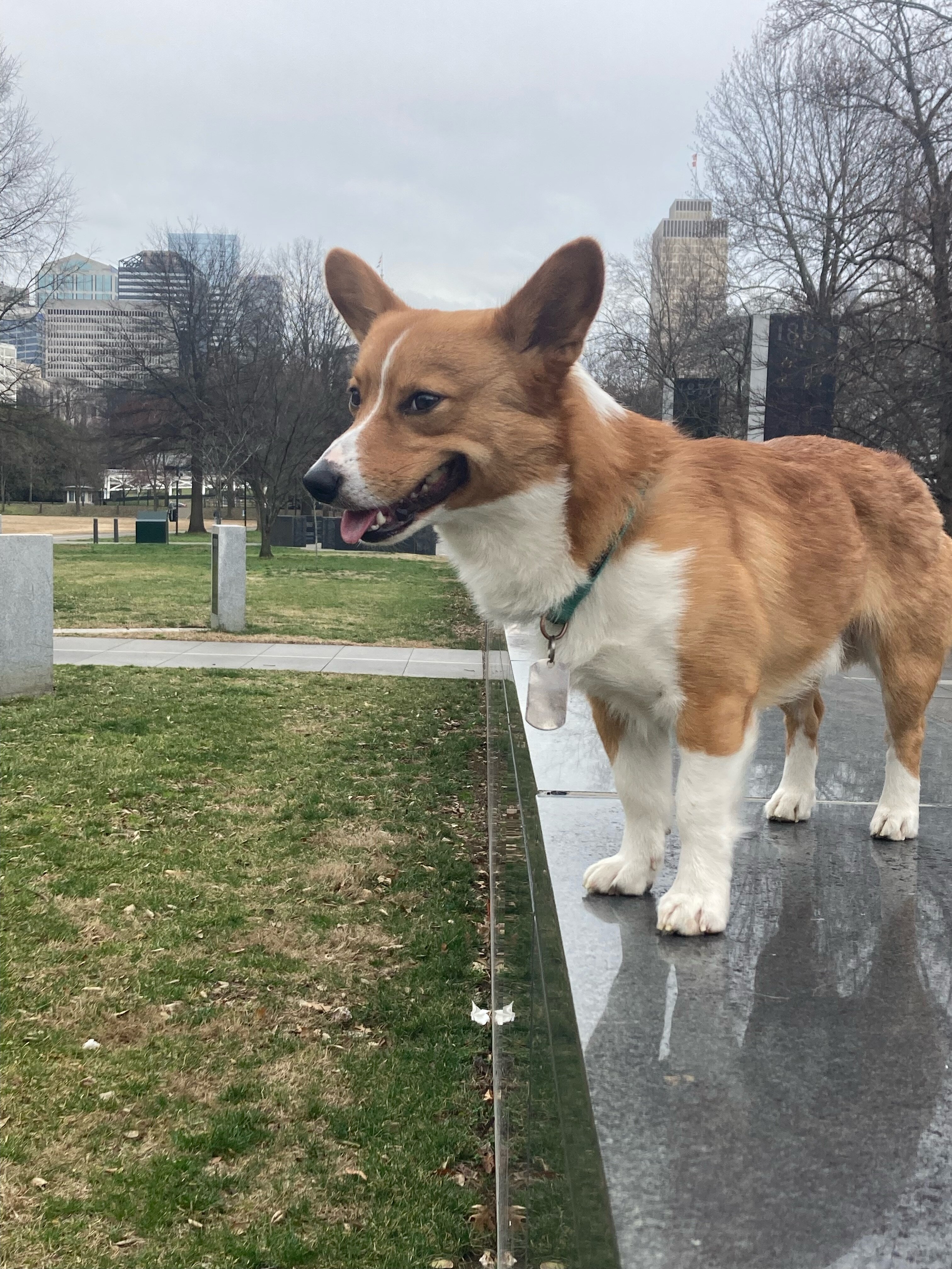 Wonderful, Healthy Male Pembroke Welsh Corgi image 4