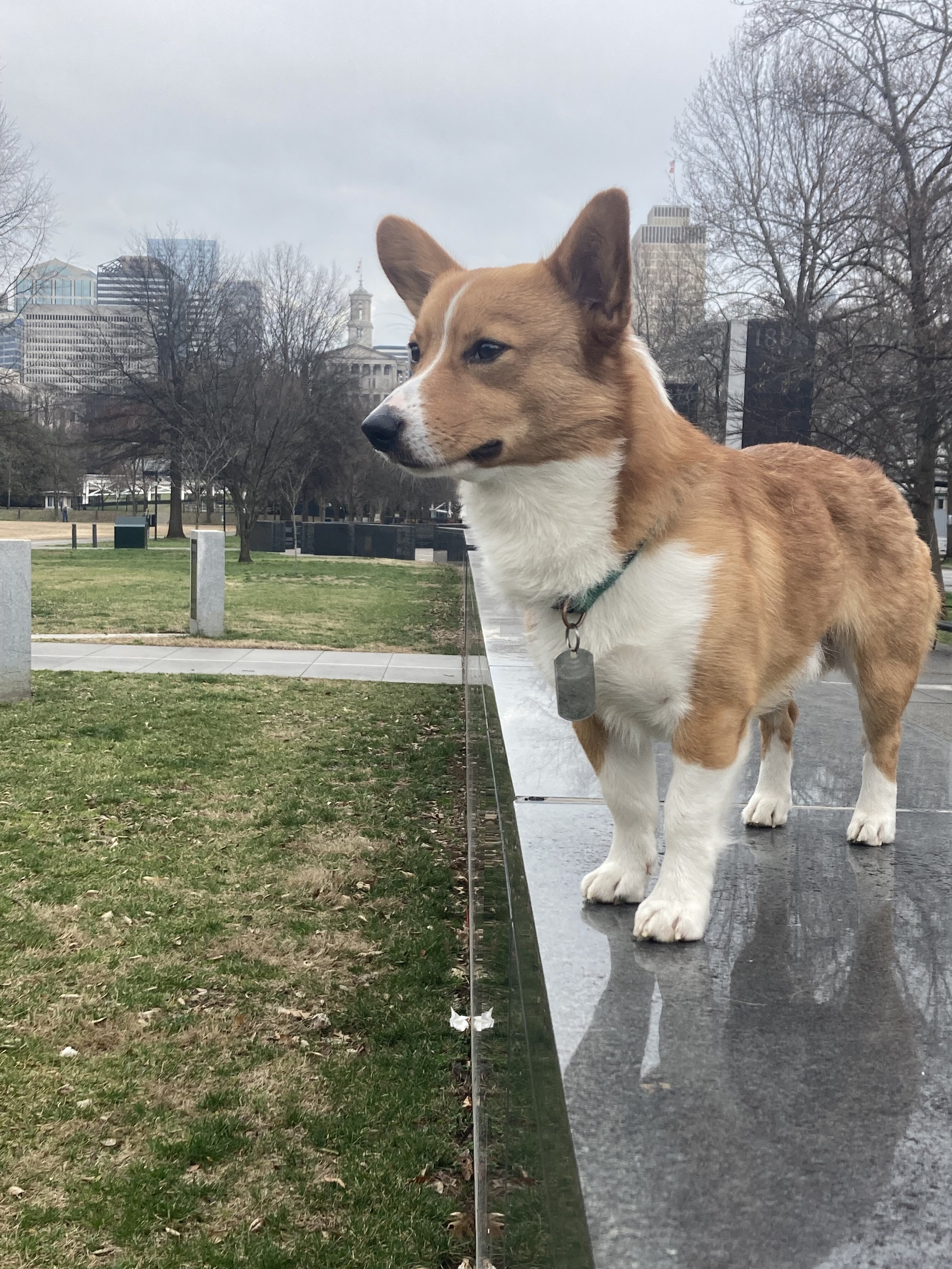 Wonderful, Healthy Male Pembroke Welsh Corgi image 2