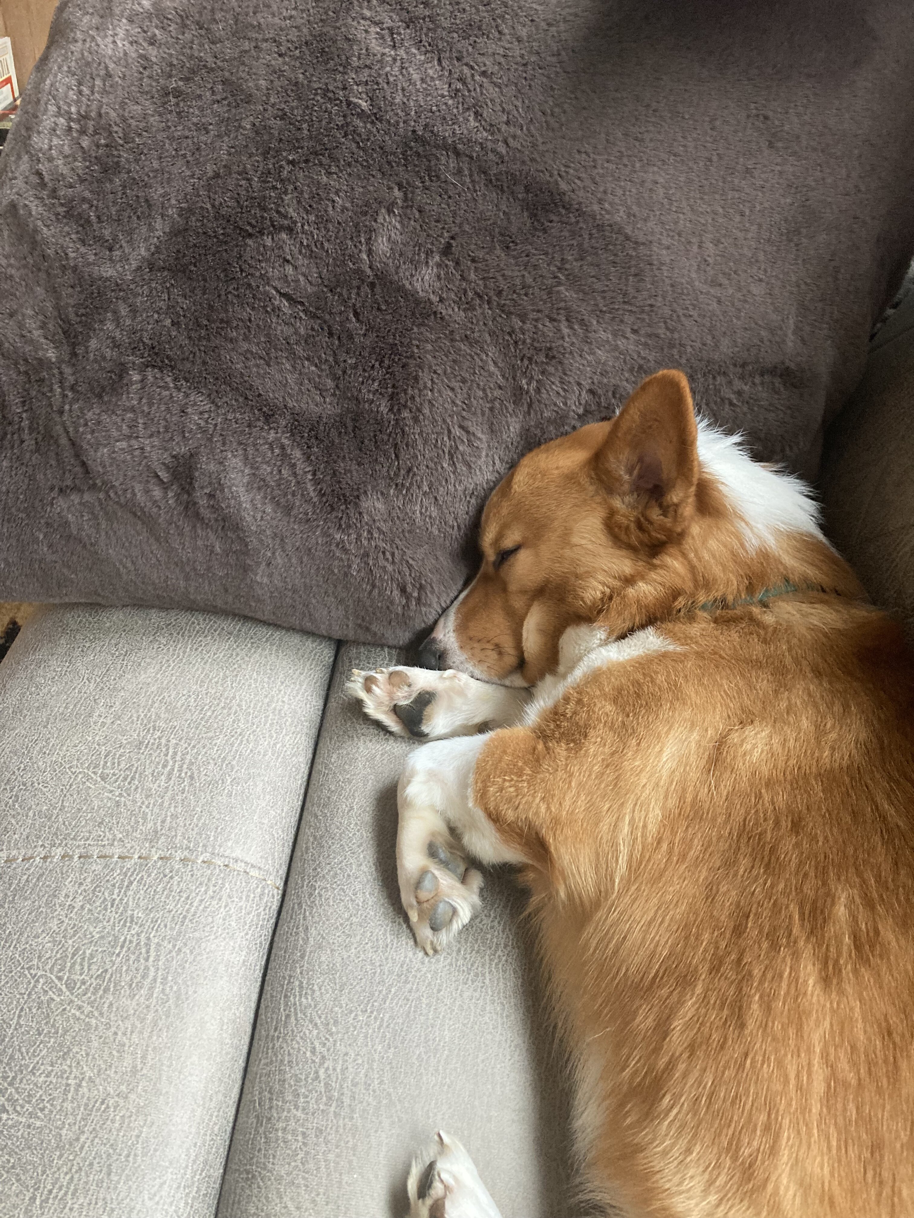 Wonderful, Healthy Male Pembroke Welsh Corgi image 3