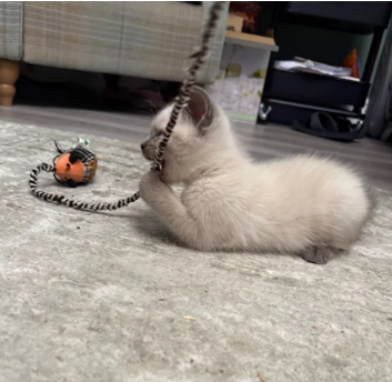 BEAUTIFUL RAGDOLL KITTENShttps://www.pets4homes.co image 1