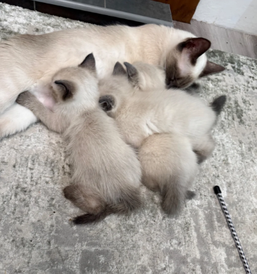 BEAUTIFUL RAGDOLL KITTENShttps://www.pets4homes.co image 2