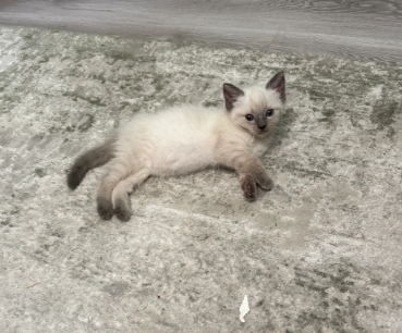 BEAUTIFUL RAGDOLL KITTENShttps://www.pets4homes.co image 3
