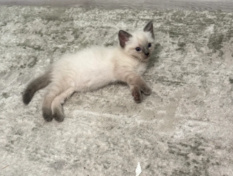 BEAUTIFUL RAGDOLL KITTENShttps://www.pets4homes.co image 4