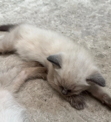 BEAUTIFUL RAGDOLL KITTENShttps://www.pets4homes.co image 5
