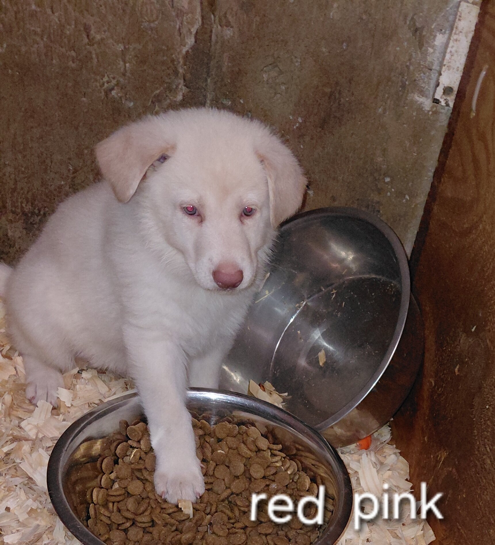 German shepherd puppies family pets image 6