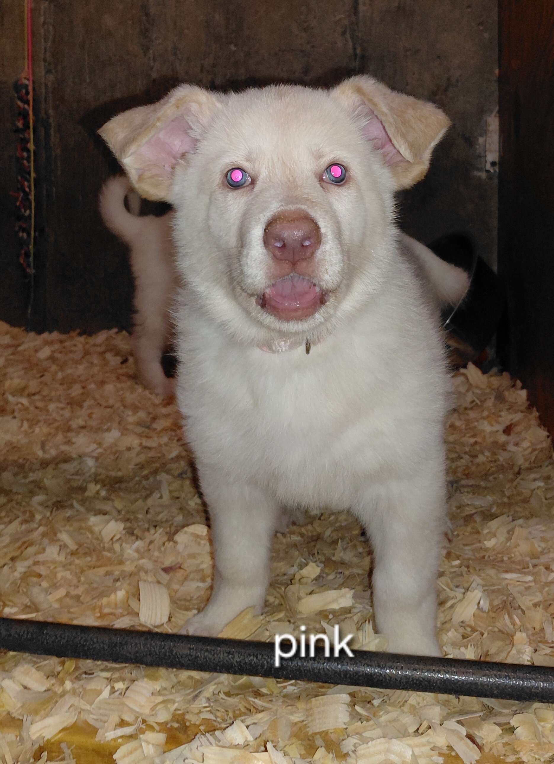 German shepherd puppies family pets image 5