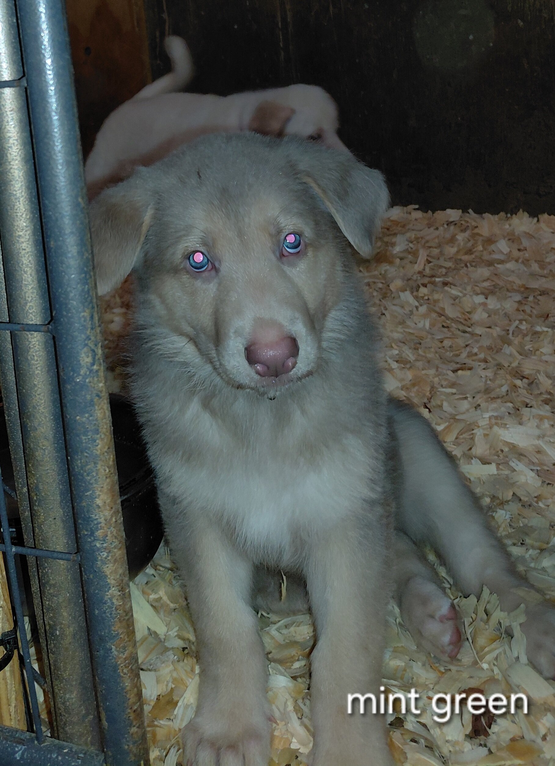 German shepherd puppies family pets image 4