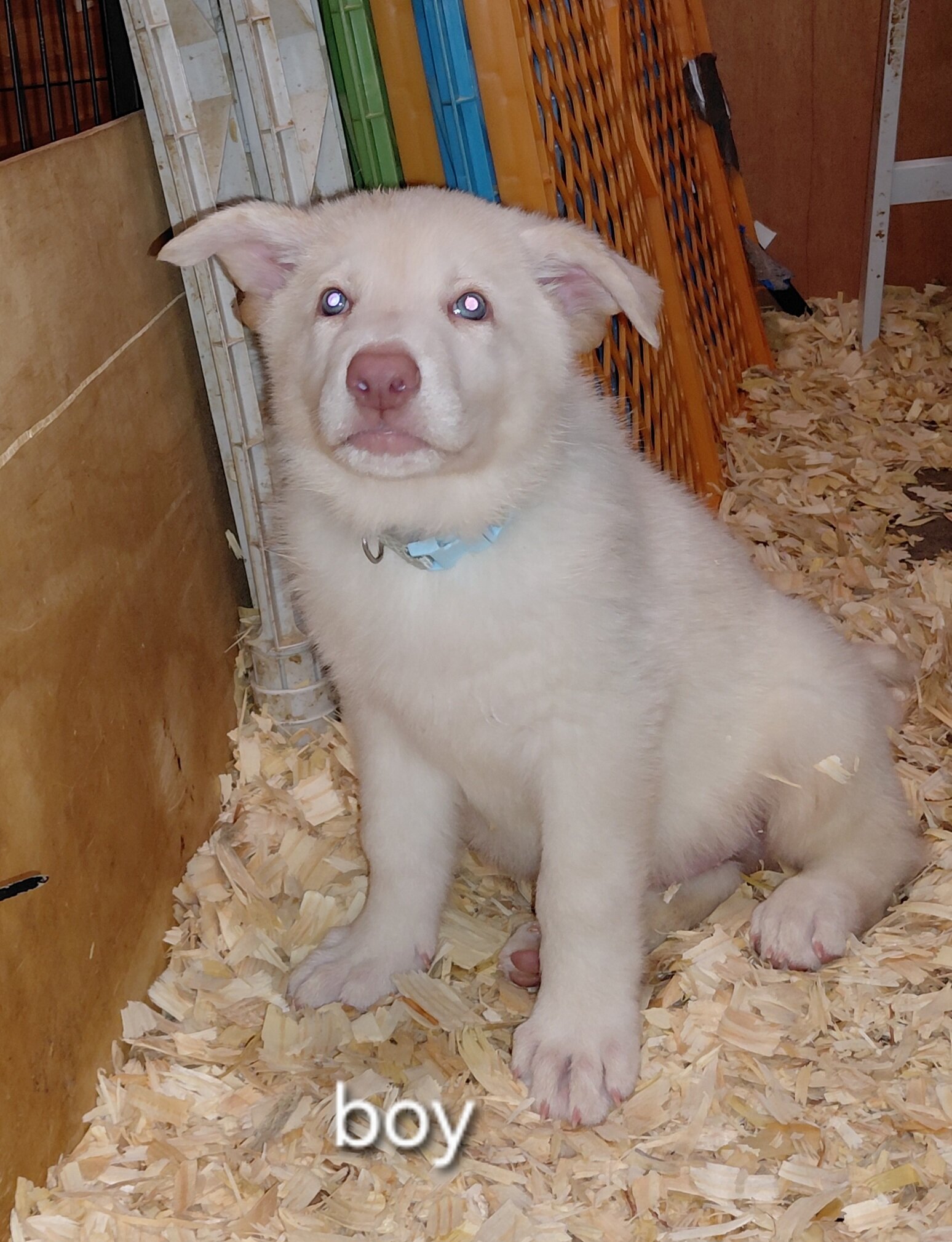 German shepherd puppies family pets image 3