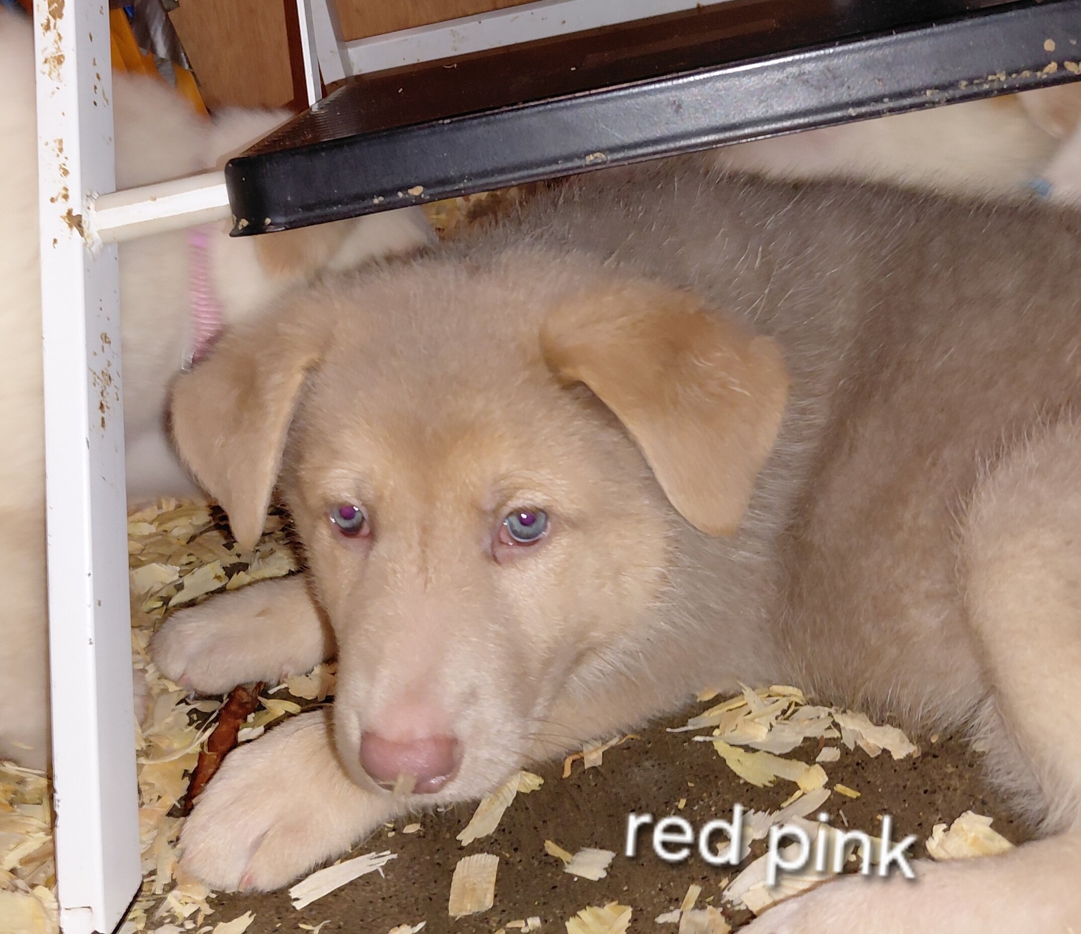 German shepherd puppies family pets image 2