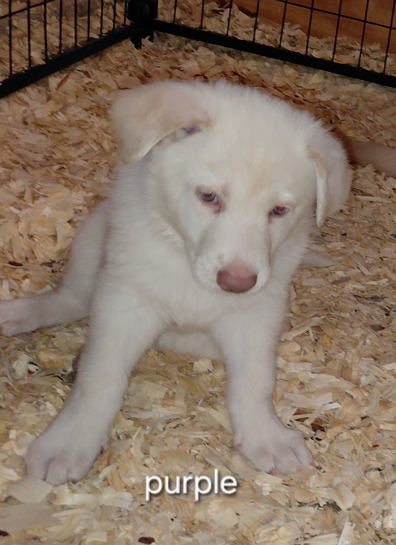 German shepherd puppies family pets image 1