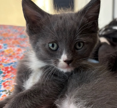 GORGEOUS MAINE COON KITTENS image 1