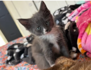 GORGEOUS MAINE COON KITTENS image 2