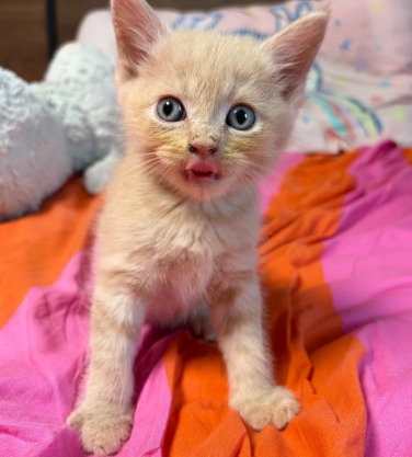 GORGEOUS MAINE COON KITTENS image 3