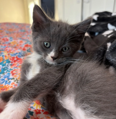GORGEOUS MAINE COON KITTENS image 4