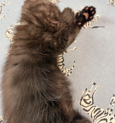GORGEOUS MAINE COON KITTENS image 5
