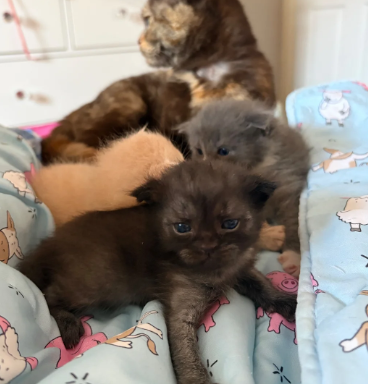GORGEOUS MAINE COON KITTENS image 6