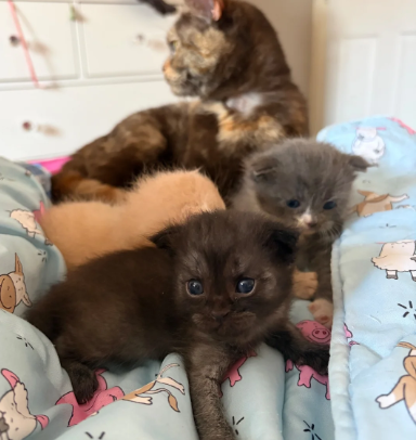 GORGEOUS MAINE COON KITTENS image 7