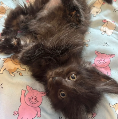 GORGEOUS MAINE COON KITTENS image 8