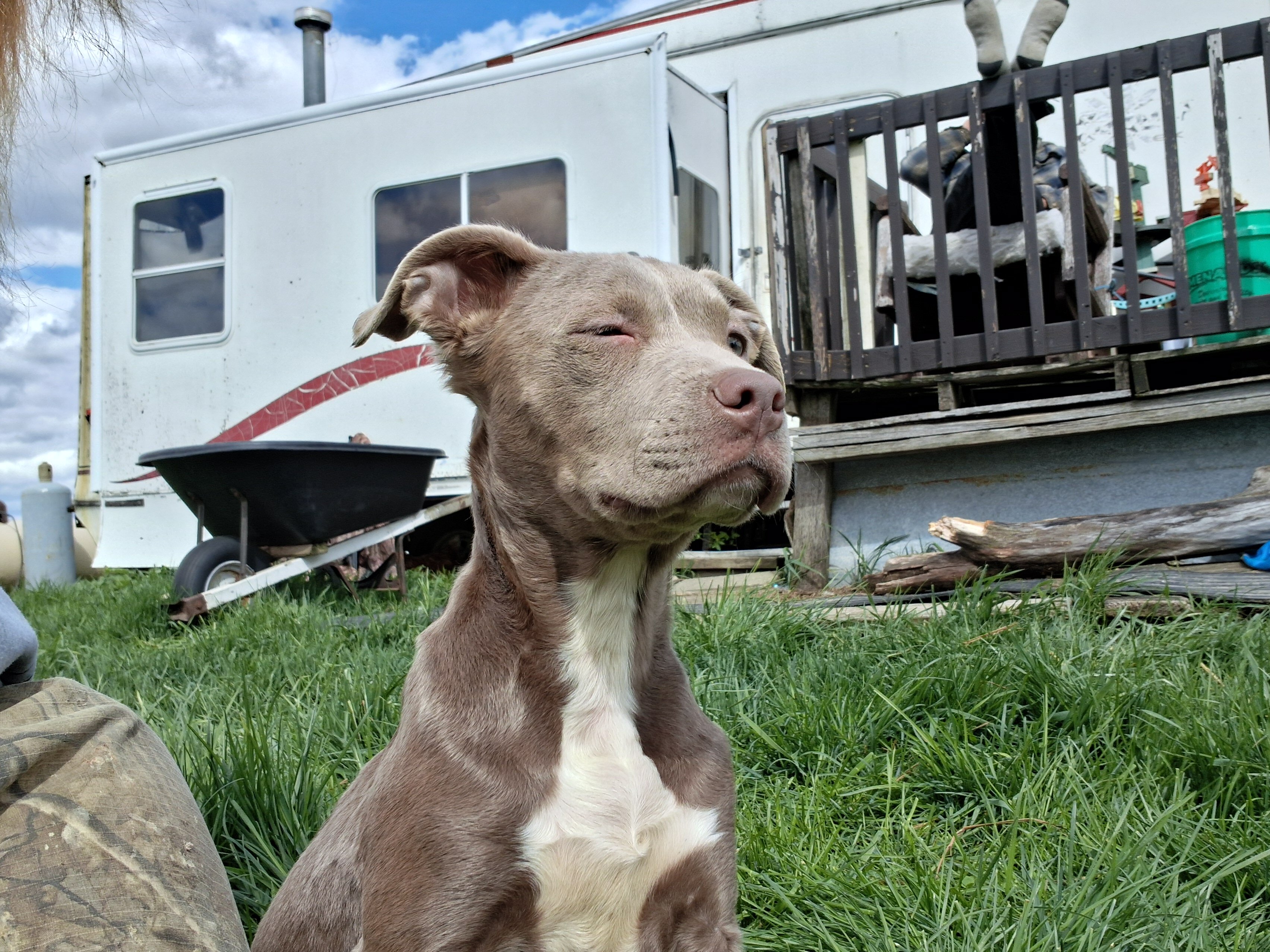 Female pitbull image 4