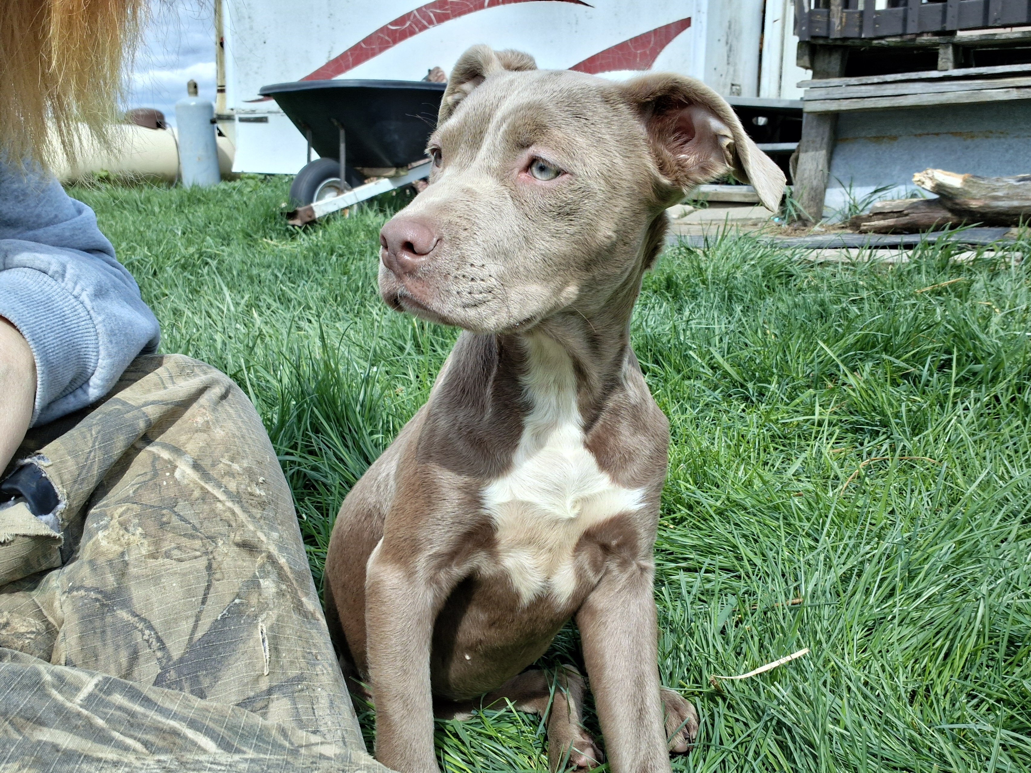 Female pitbull image 1