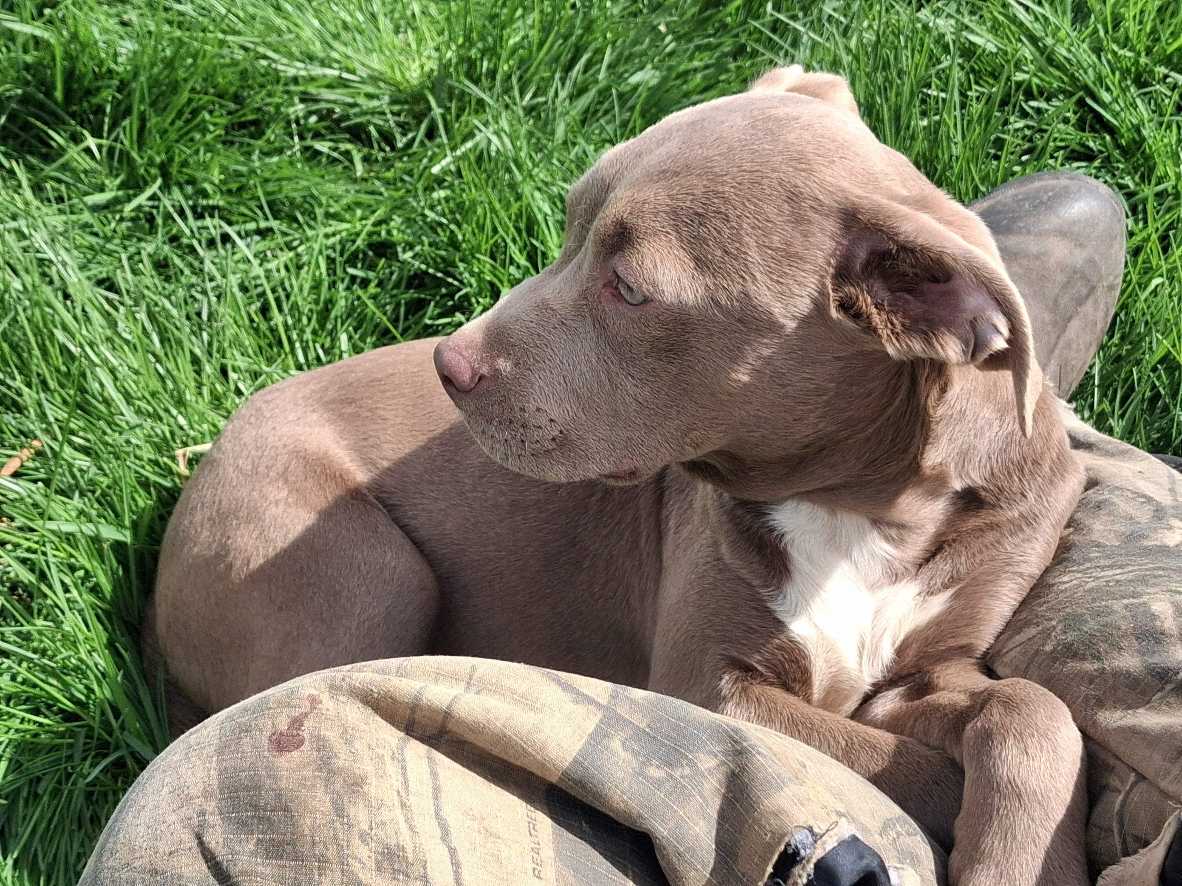 Female pitbull image 2