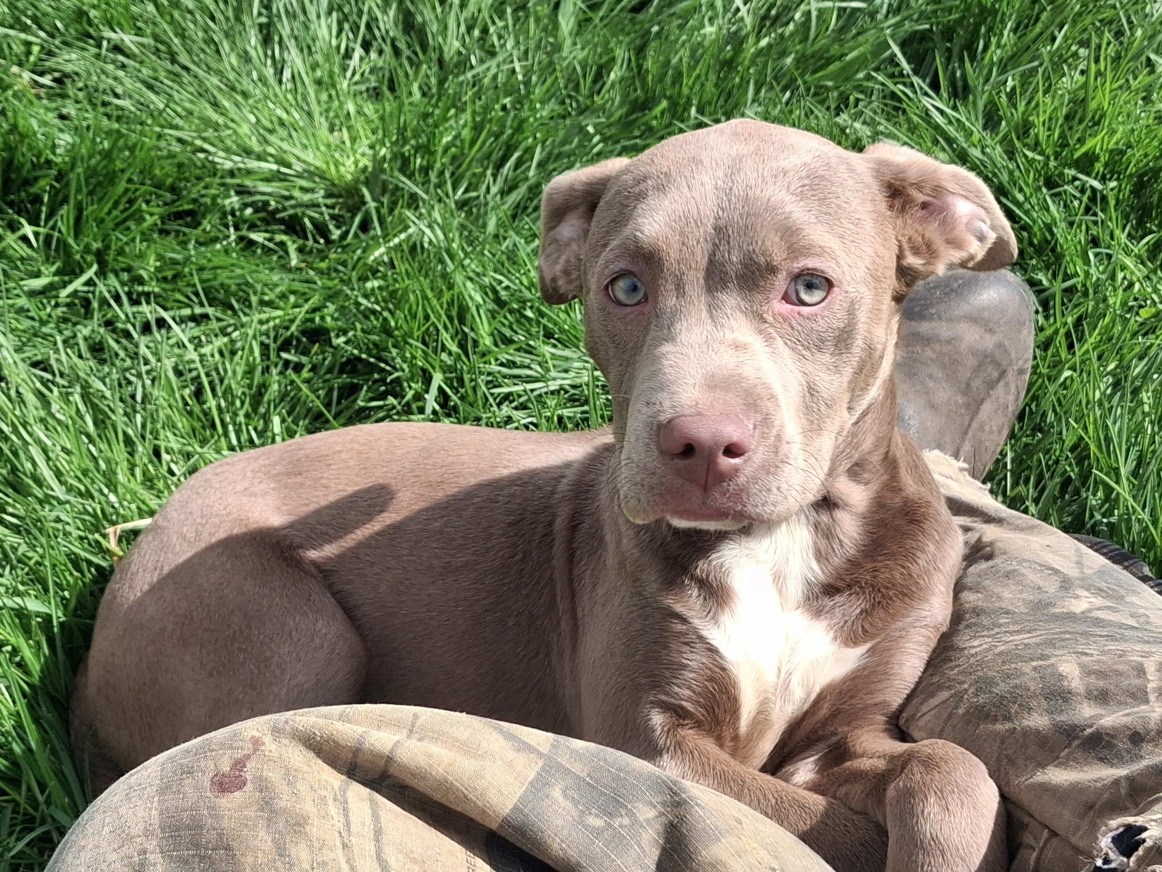 Female pitbull image 3