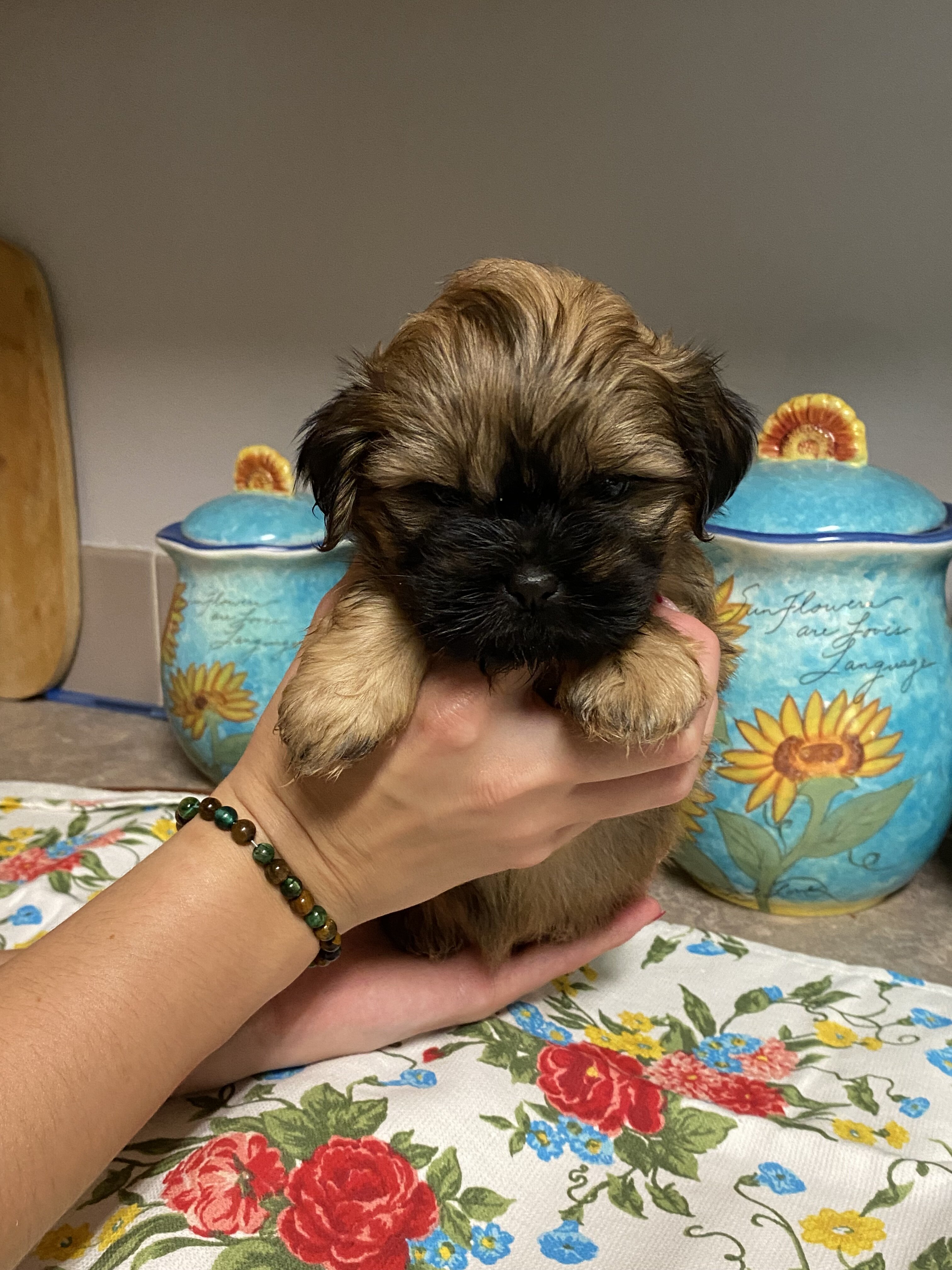 Shih-tzu puppies image 1