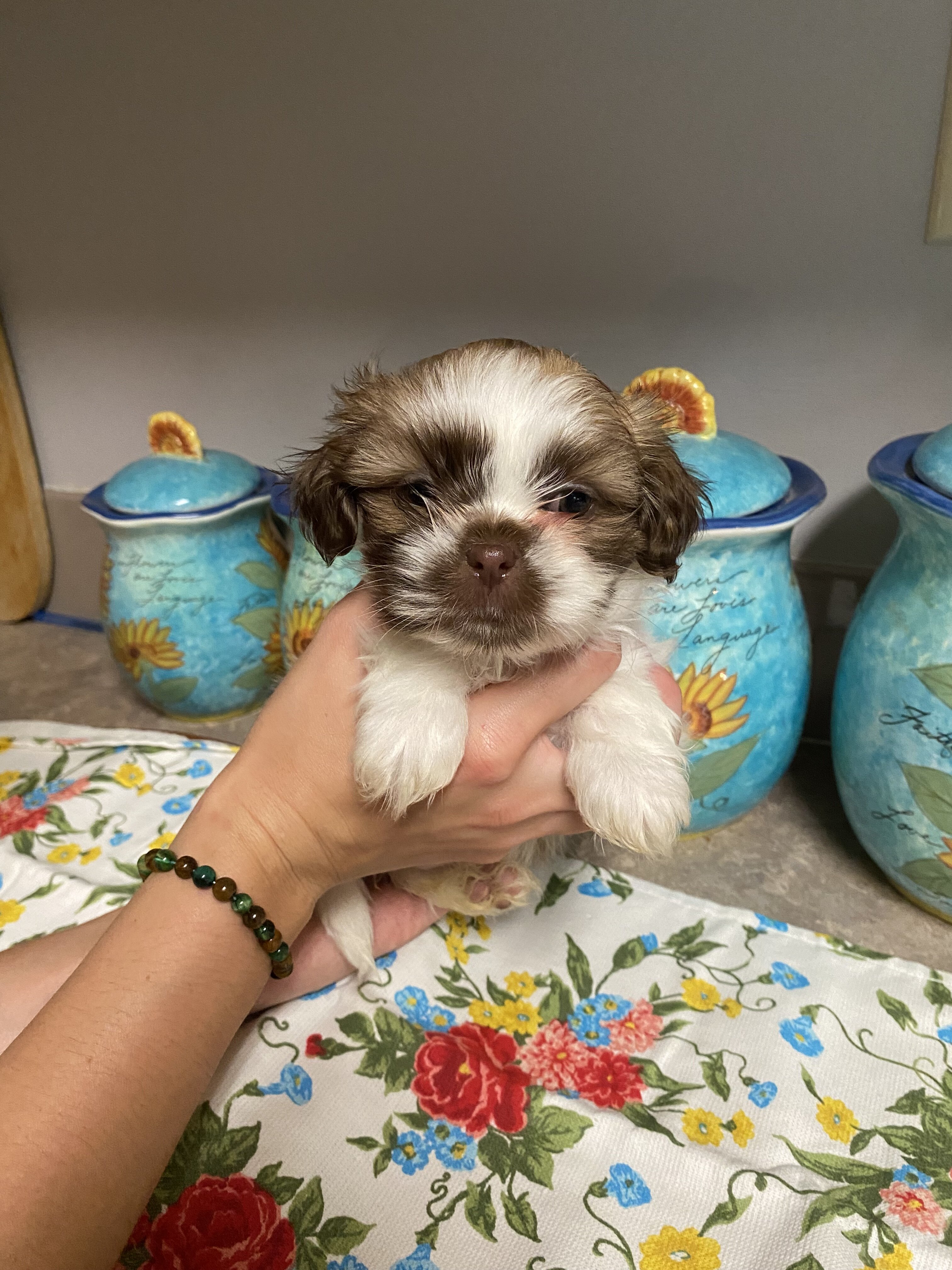 Shih-tzu puppies image 2