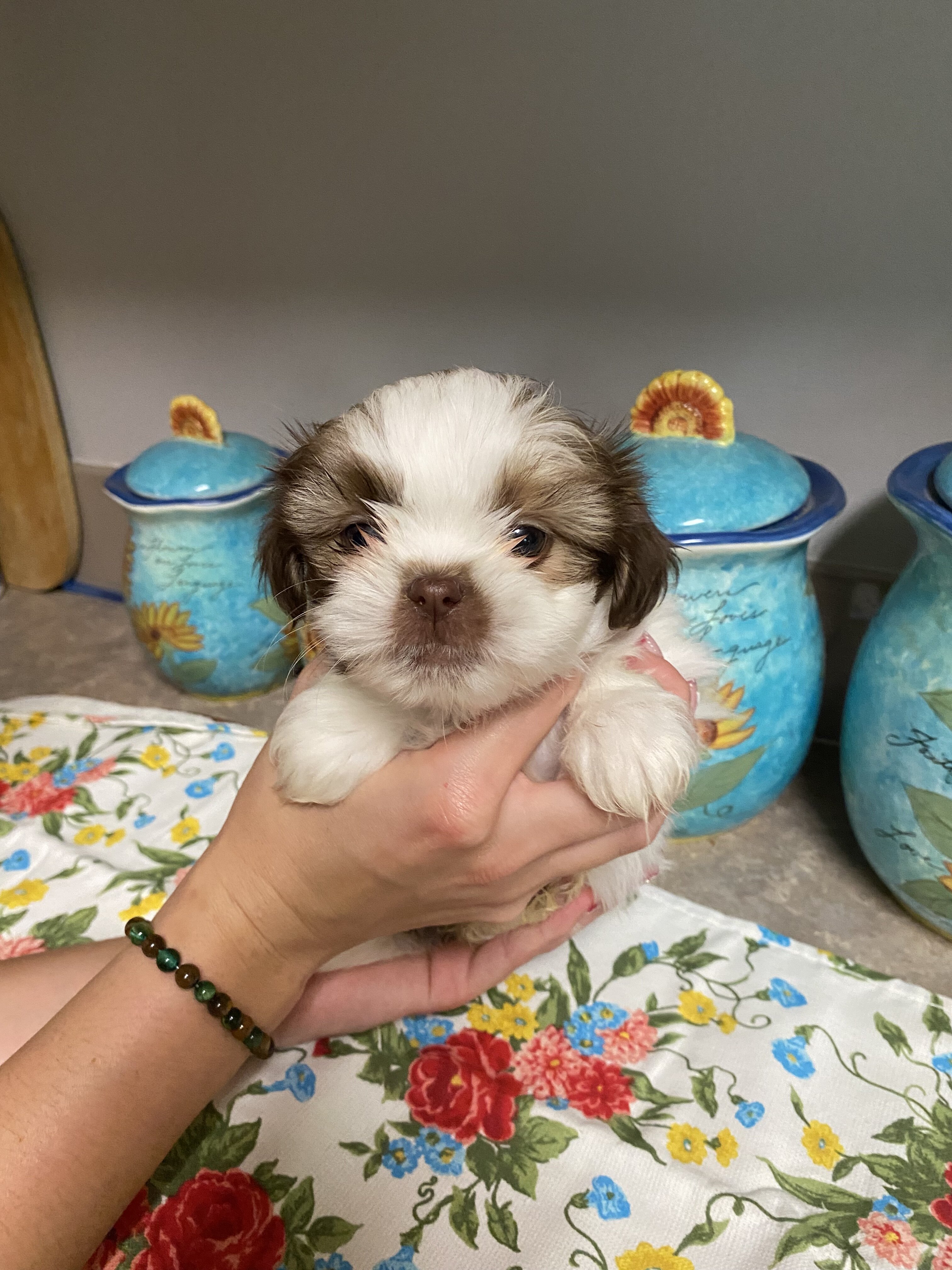 Shih-tzu puppies image 3
